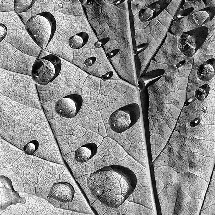 Fall Photograph - Autumn In B&w. #aftertherain #raindrops by Ginger Oppenheimer