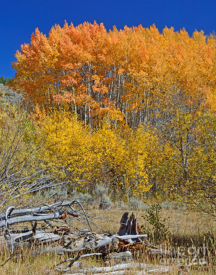Autumn In Cabin Creek Photograph