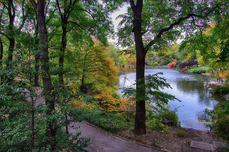 Tree Photograph - Autumn in Central Park by Ronald Spencer