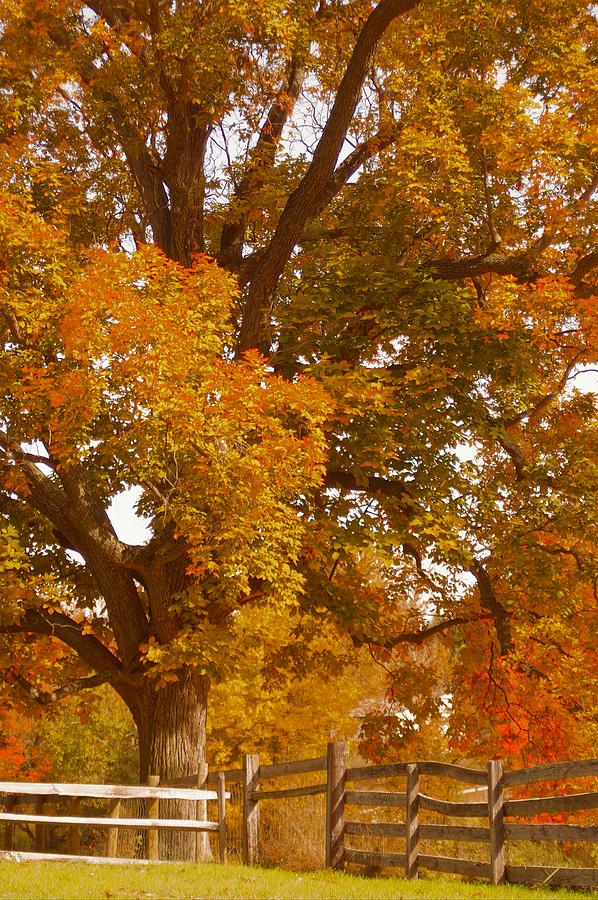 Fall Photograph - Autumn in Chester County II by Susan Maxwell Schmidt