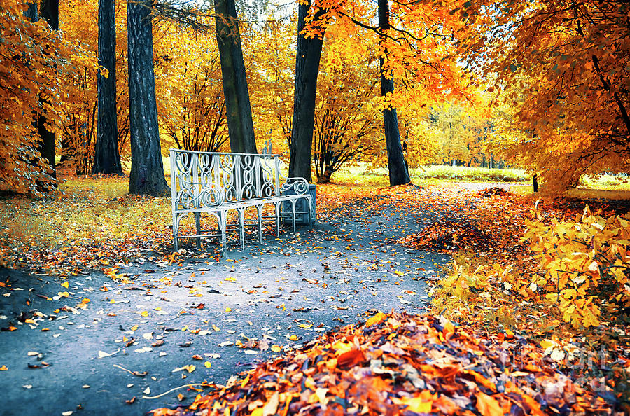 	Autumn In City Park Photograph by Ariadna De Raadt