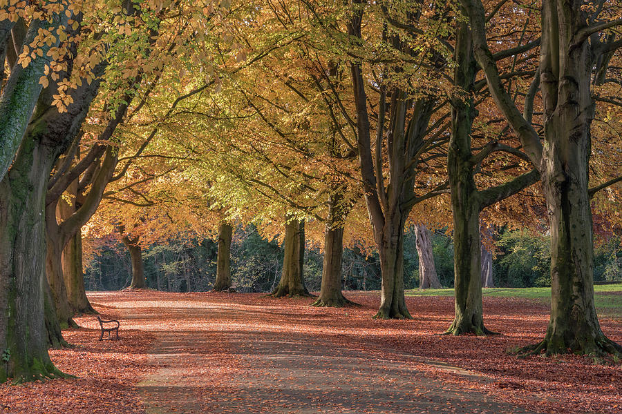 Autumn in Clifton, Bristol Photograph by Carolyn Eaton | Fine Art America