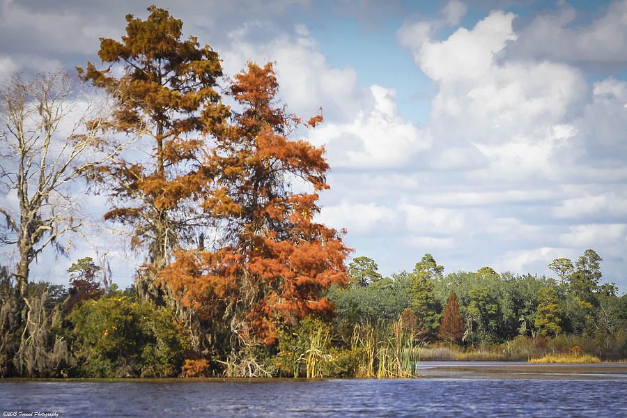 Autumn In Florida 2 Photograph by Debra Forand