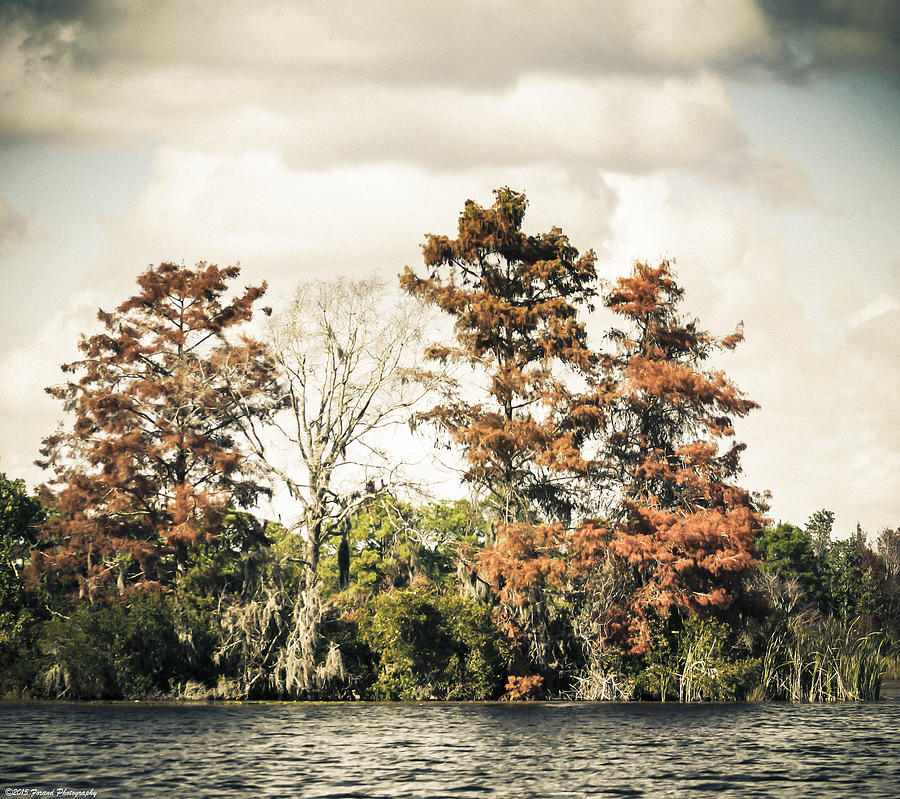 Autumn In Florida Photograph by Debra Forand