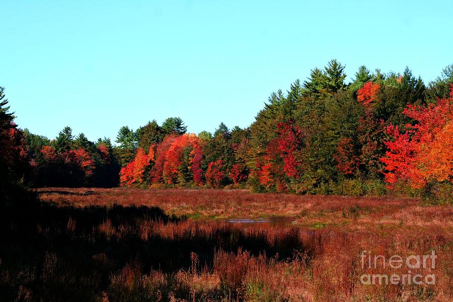 Autumn In Fremont NH Photograph by Barbara S Nickerson