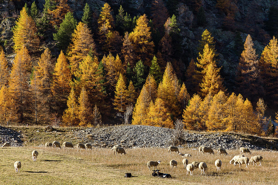 Autumn in French Alps - 17 Photograph by Paul MAURICE