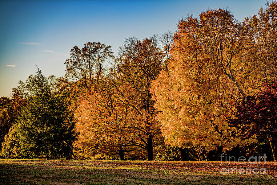 Tree Photograph - Autumn in Full Color at Maymont 9698T by Doug Berry