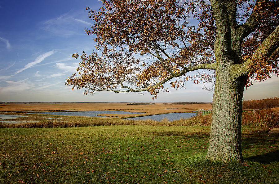 Autumn in Horicon Marsh 3 Photograph by Susan McMenamin