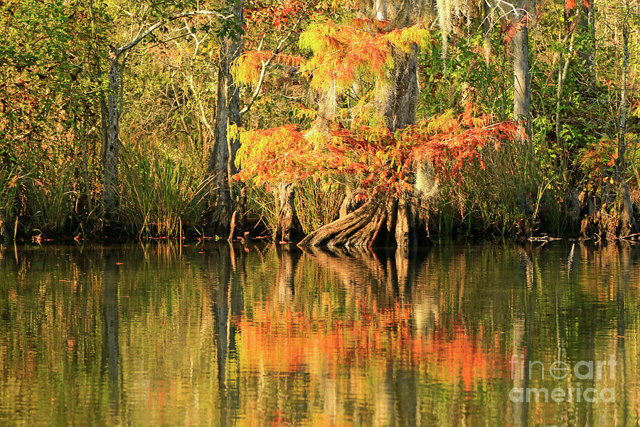 Autumn in Lacombe Louisiana Photograph by Luana K Perez