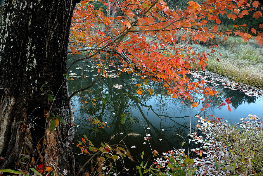 Autumn in Lake Carlton Photograph by Iris Greenwell
