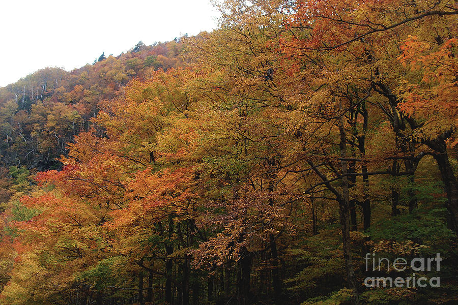 Autumn in Layers - Stowe Vermont Photograph by Felipe Adan Lerma