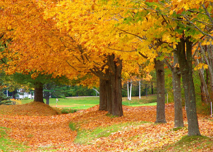 Autumn in Maine Photograph by Jan Cipolla | Fine Art America