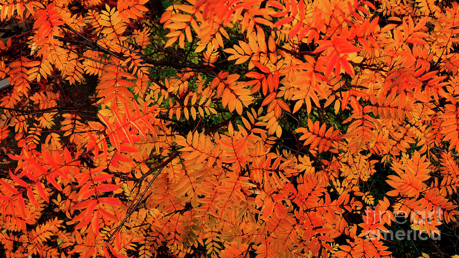 Autumn in Maple Creek Digital Art by Darcy Dietrich