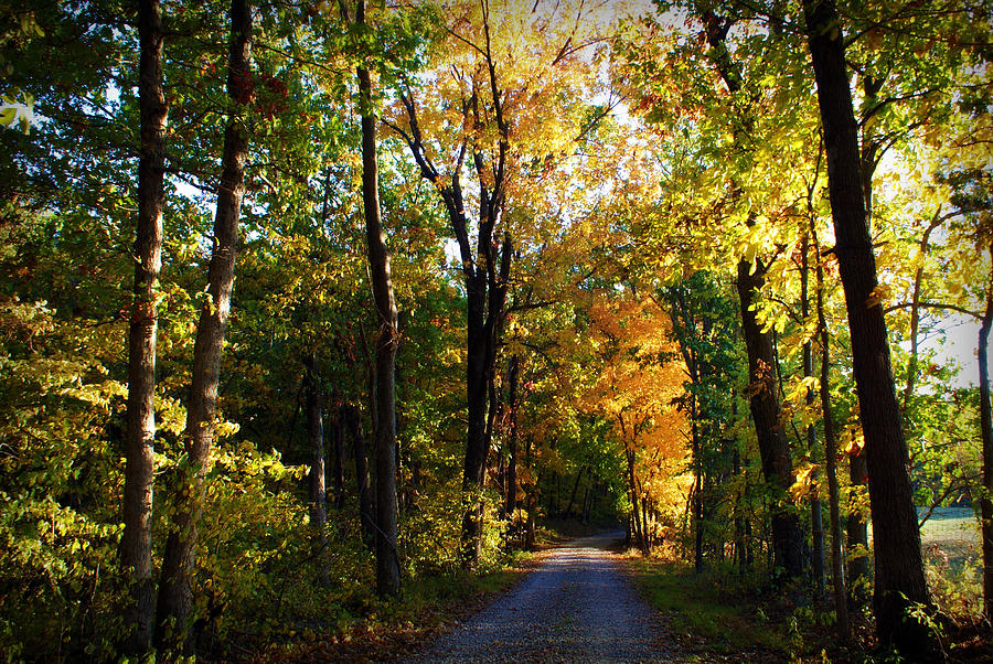 Tree Photograph - Autumn in Missouri by Cricket Hackmann