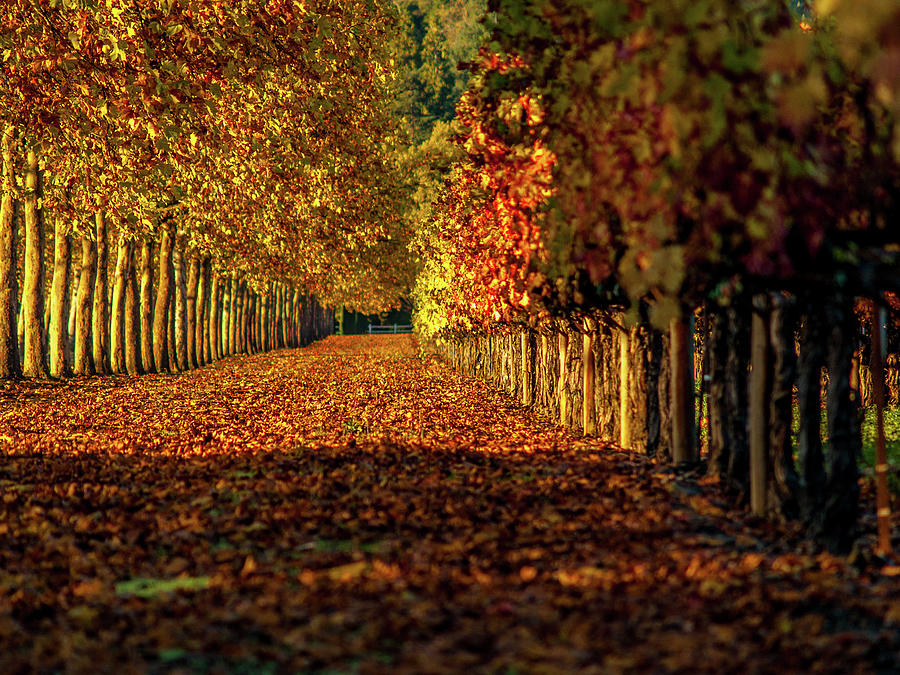 Autumn In Napa Valley Photograph by Bill Gallagher