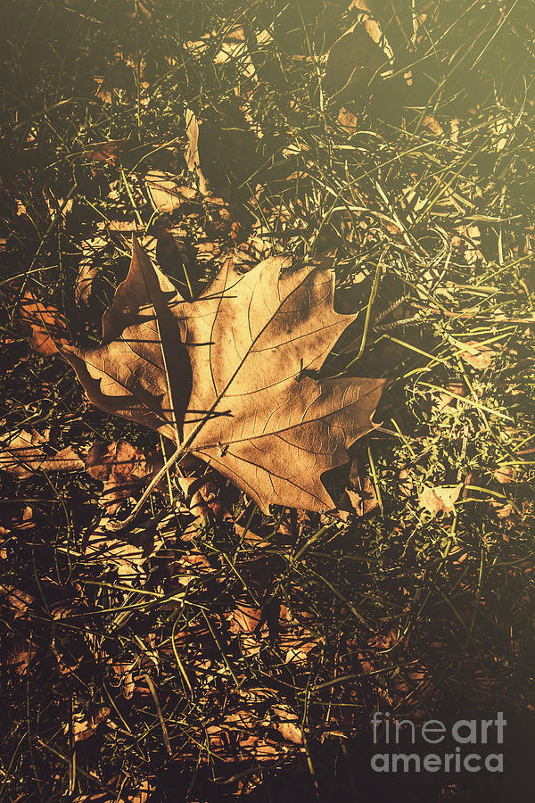Autumn in Narrandera Photograph by Jorgo Photography