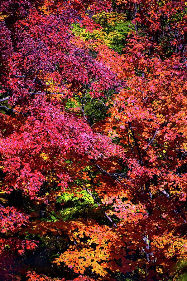 Autumn in New England Photograph by Sherman Perry - Fine Art America