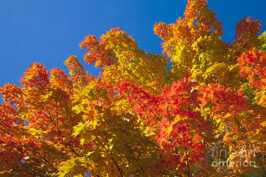 Autumn In New Hampshire Photograph by Larry Landolfi
