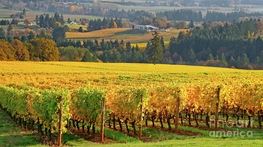 Autumn in Oregon Wine Country Photograph by Bruce Block