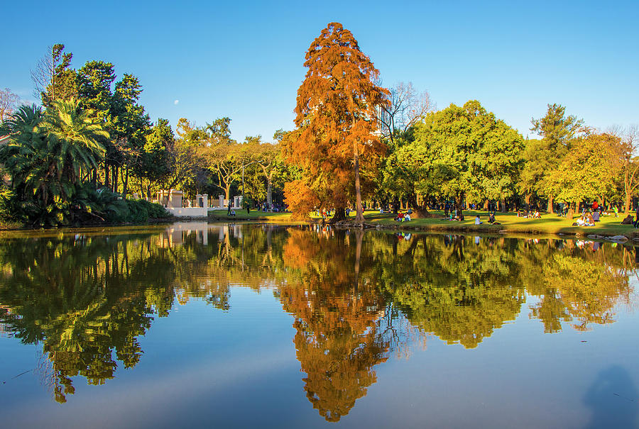 Autumn Trees, Parque Tres de Febrero, Buenos Aires Photograph by Venetia Featherstone-Witty