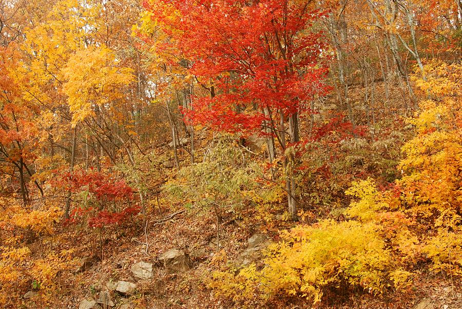 Autumn In Shenandoah Photograph by Stephen Vecchiotti