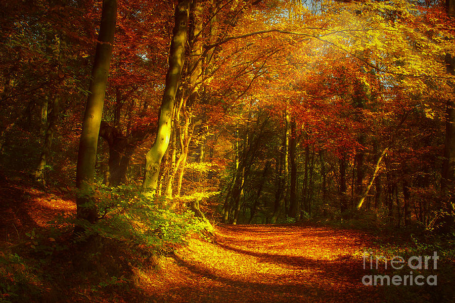 Nature Photograph - Autumn in Siebengebirge by Katarjina Telesh