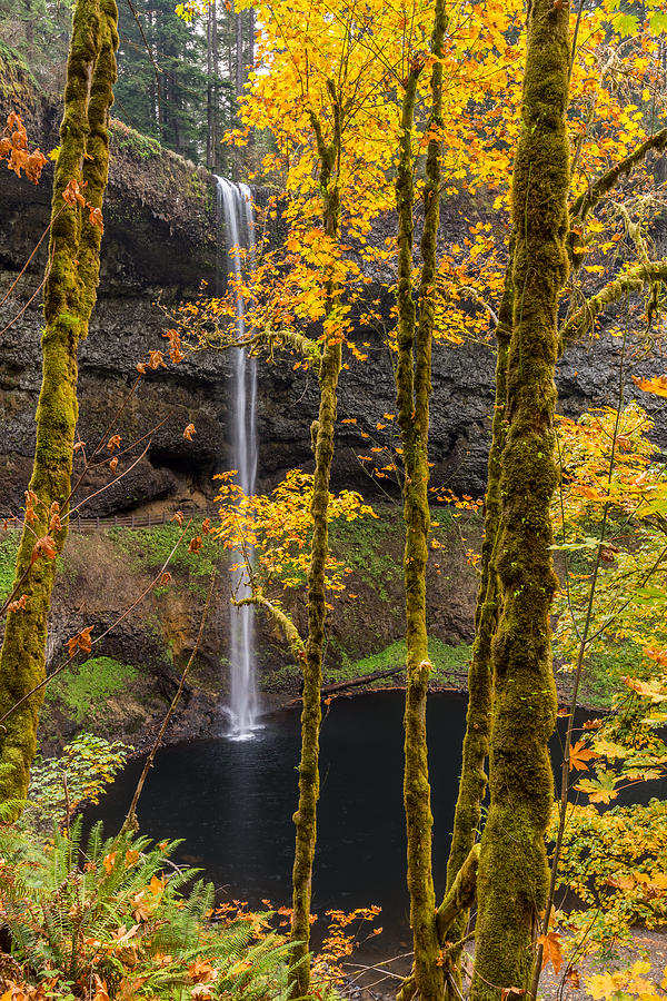 Autumn in Silver Falls Photograph by Scott Law
