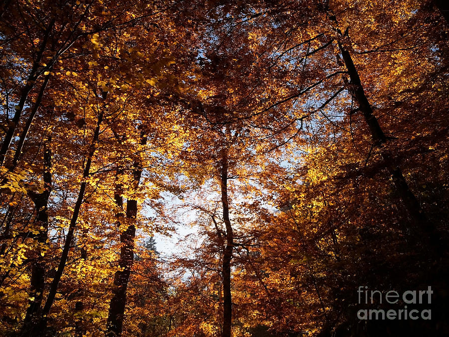 Autumn In The Alps 3 Photograph by Rudi Prott