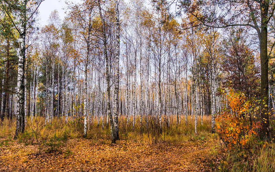 Autumn in the Birch Grove Photograph by Dmytro Korol