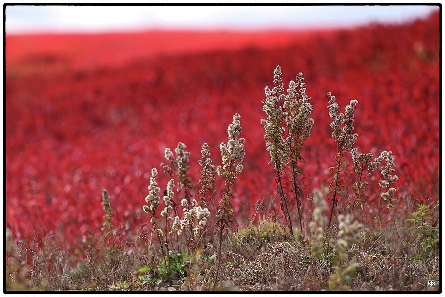 Autumn in the Blueberry Field Photograph by John Meader