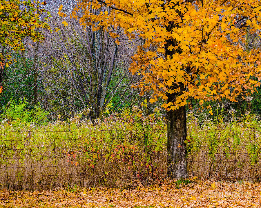 Autumn in the Country Photograph by Dave Hood - Fine Art America