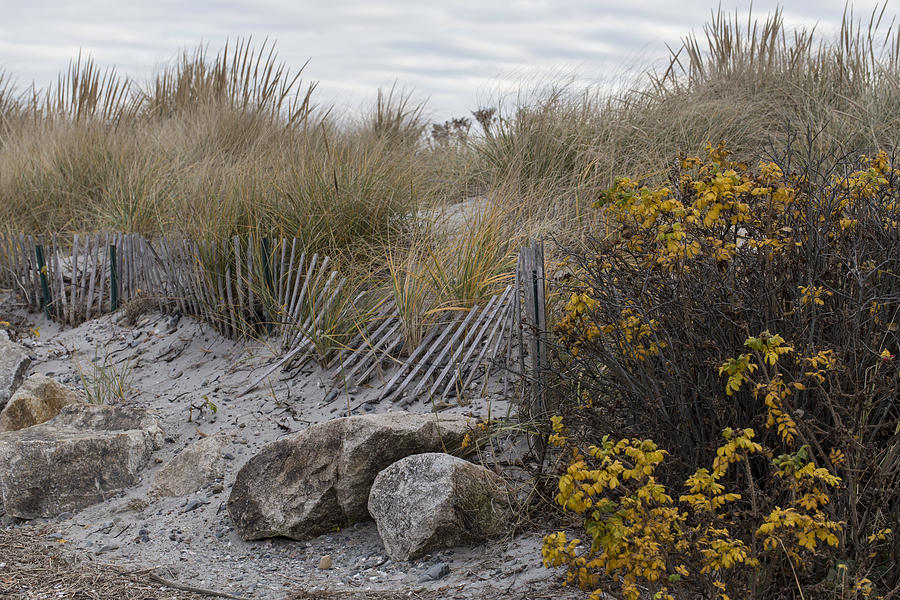 Autumn in the Dunes Photograph by Andrew Pacheco