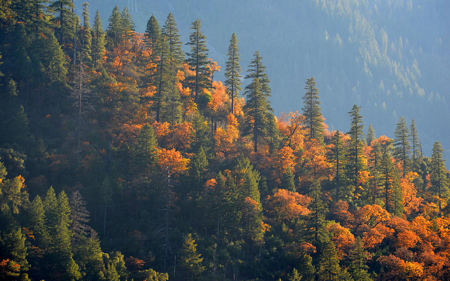 Autumn in the Feather River Canyon Photograph by AJ Schibig