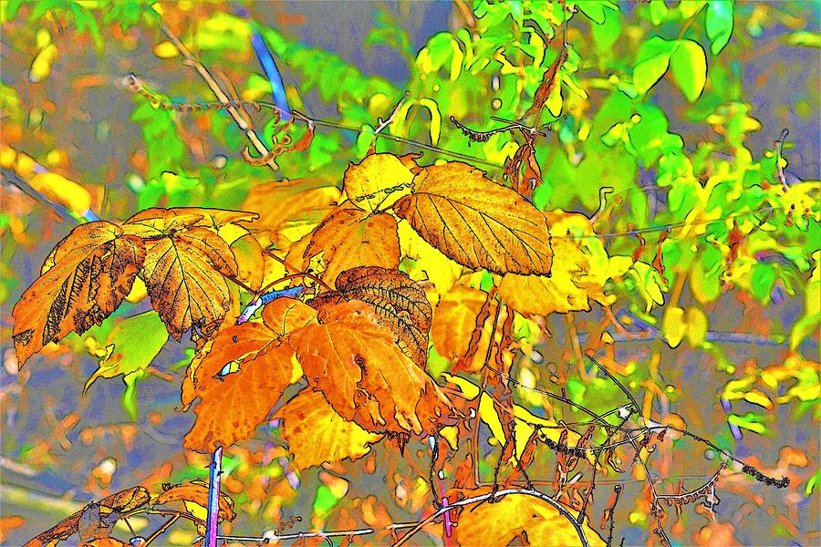 Autumn In The Garden Photograph