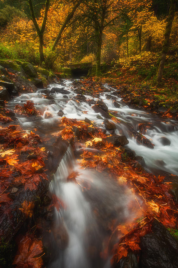 Fall Photograph - Autumn in the Gorge by Darren White