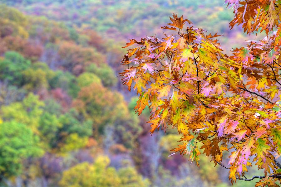 Autumn in the Ozarks Photograph by JC Findley
