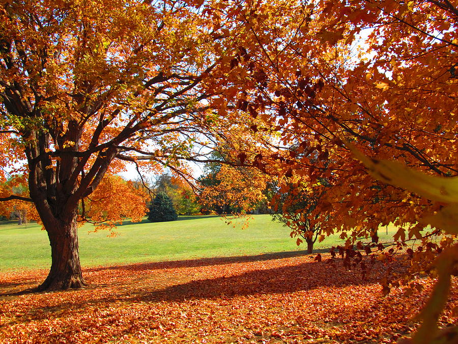 Autumn Afternoons Photograph by John Diebolt - Fine Art America