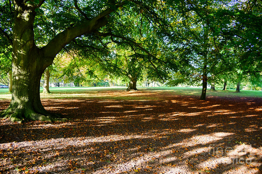 Autumn in the park Photograph by Colin Rayner