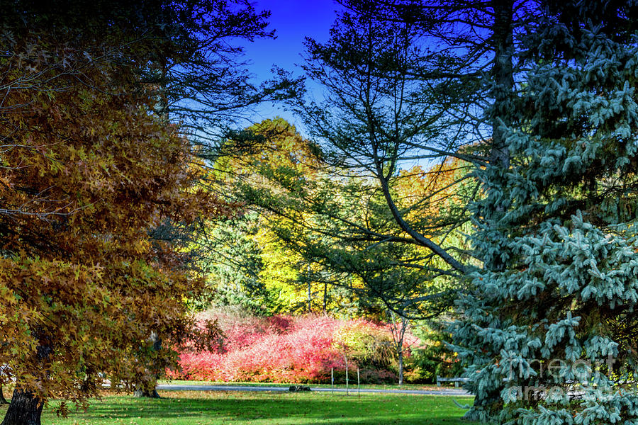 Autumn in the Park Photograph by William Norton