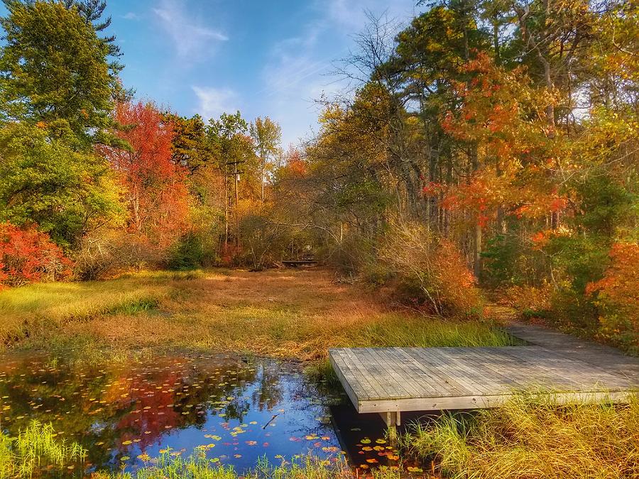 Autumn in the Pine Barrens Photograph by Jason Schack