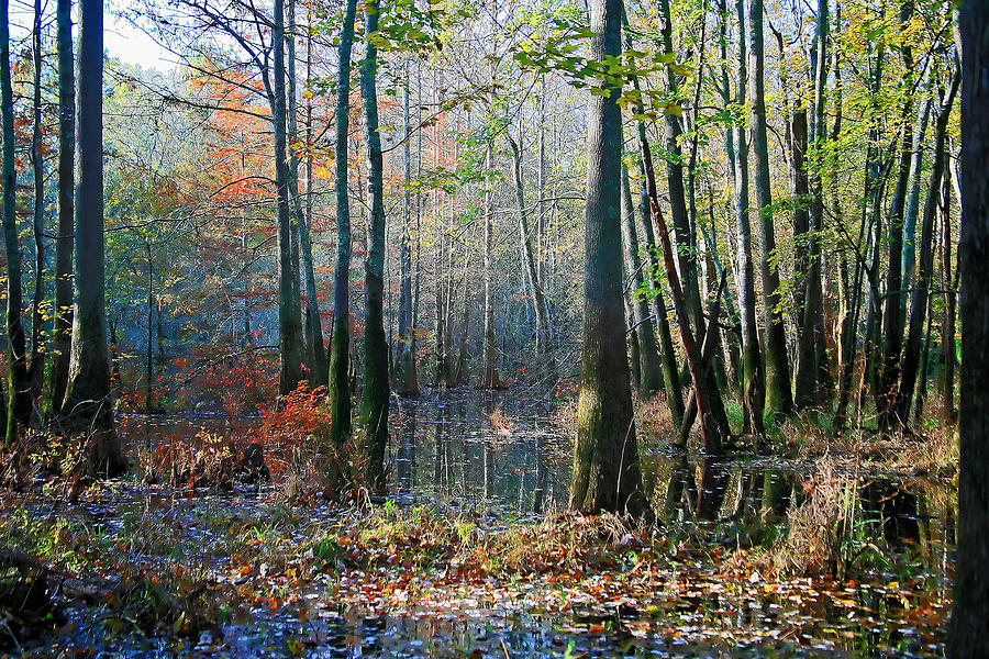 Fall Photograph - Autumn in the Swamp by James Jones