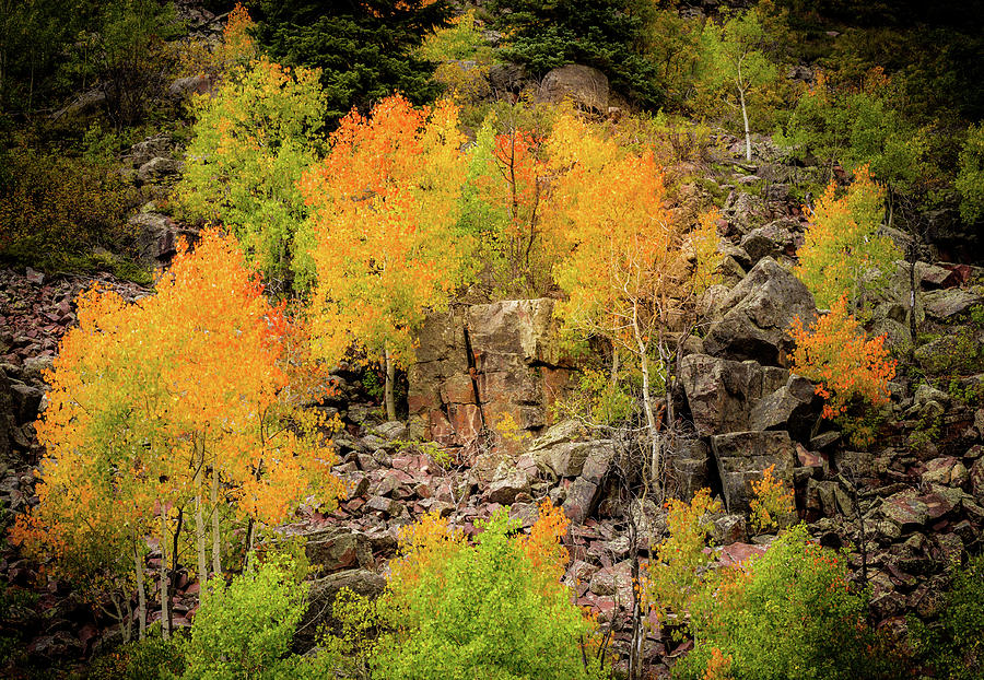 Autumn in the Uinta Mountains, Utah Photograph by TL Mair