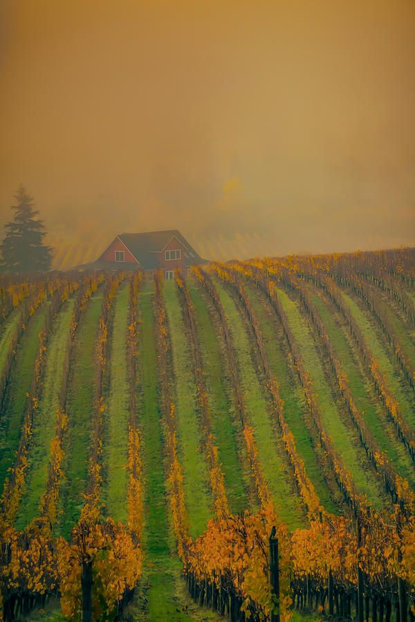 Autumn in the Vineyard Photograph by Don Schwartz