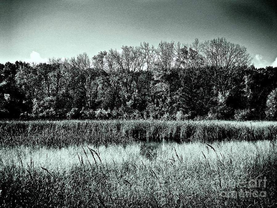 Autumn In The Wetlands - Black And White Photograph