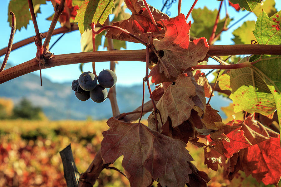 Autumn In The Wine Country Photograph by James Eddy