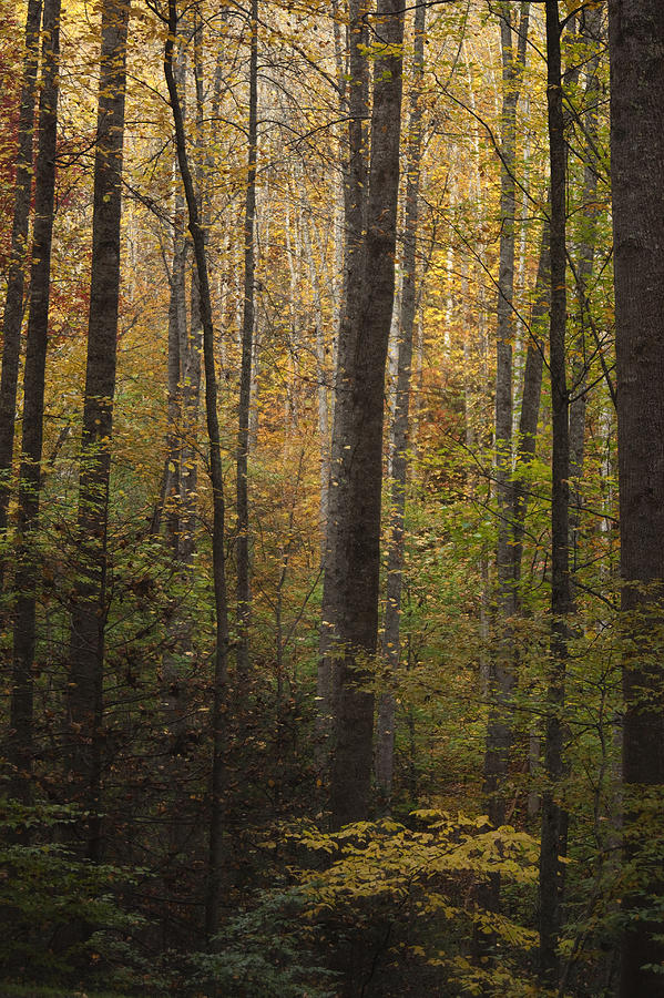 Fall Photograph - Autumn in the Woods by Andrew Soundarajan