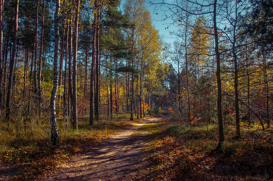 Nature Photograph - Autumn in the Woods by Dmytro Korol