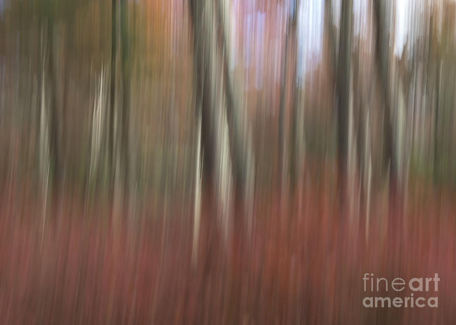 Autumn in the Woods Photograph by Lili Feinstein