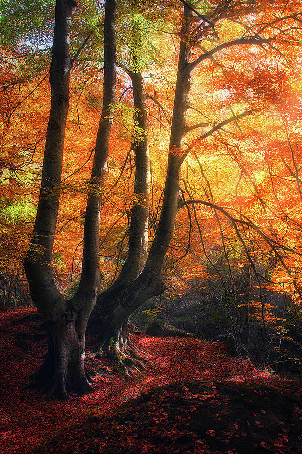 autumn in Urbasa Photograph by Mikel Martinez de Osaba