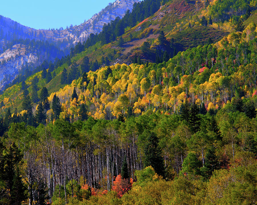 Autumn in Utah by Bryan Carter Autumn in Utah by Bryan Carter